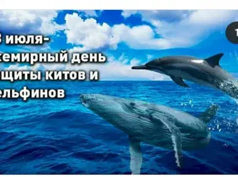 23 Июля Всемирный день защиты китов и дельфинов. Открытка, картинка с поздравлением, с праздником