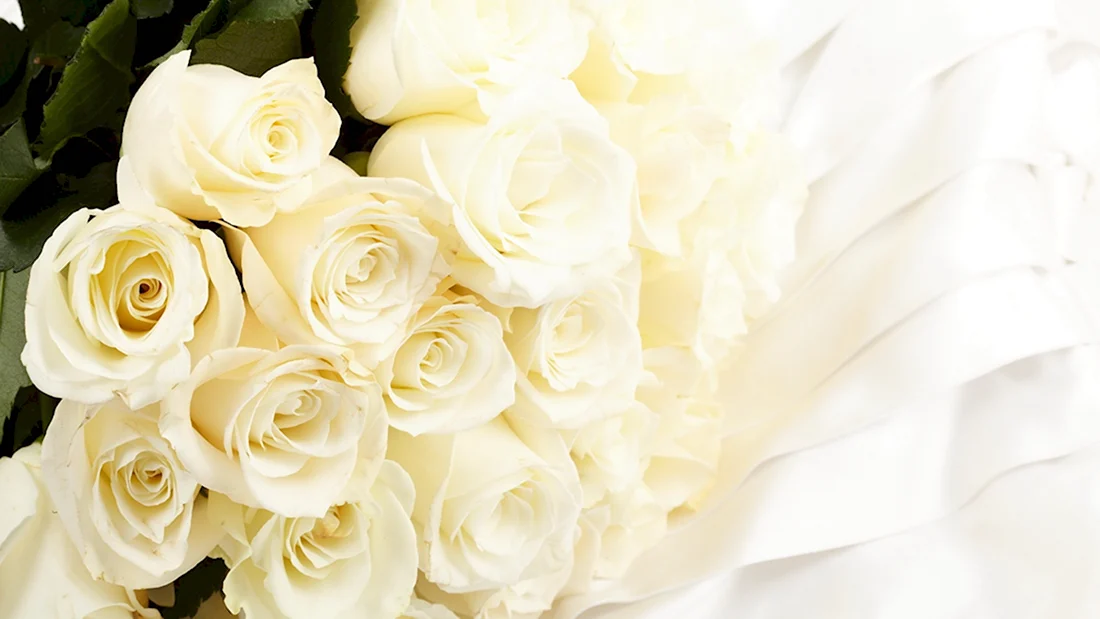 Белые розы фото открытка