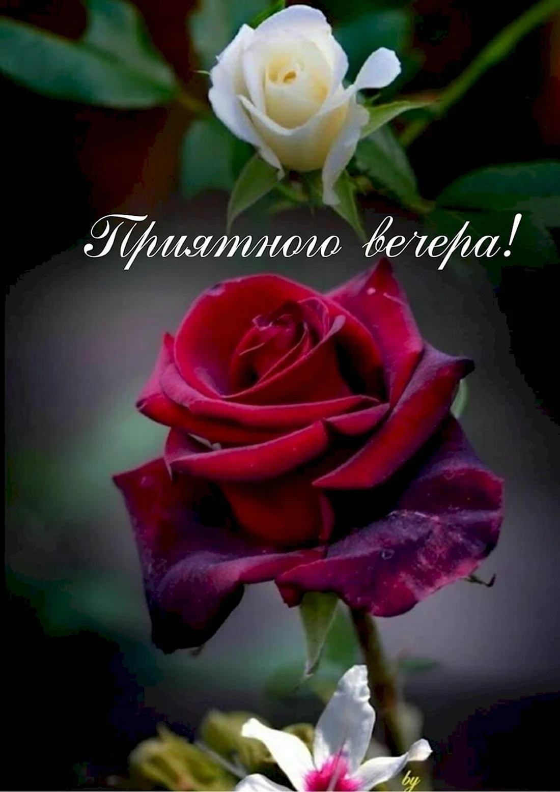 Добрый вечер с розами и пожеланиями открытка