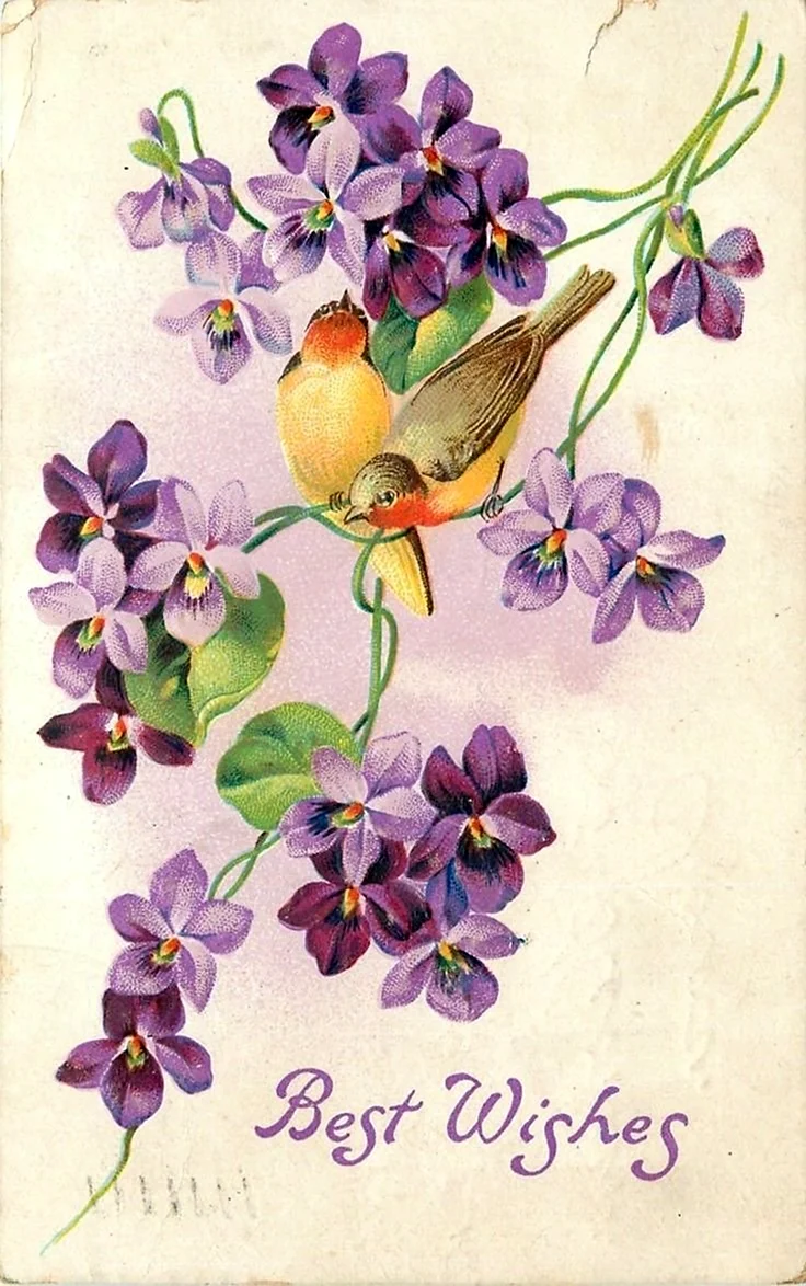 Фиалка Винтажная открытка открытка