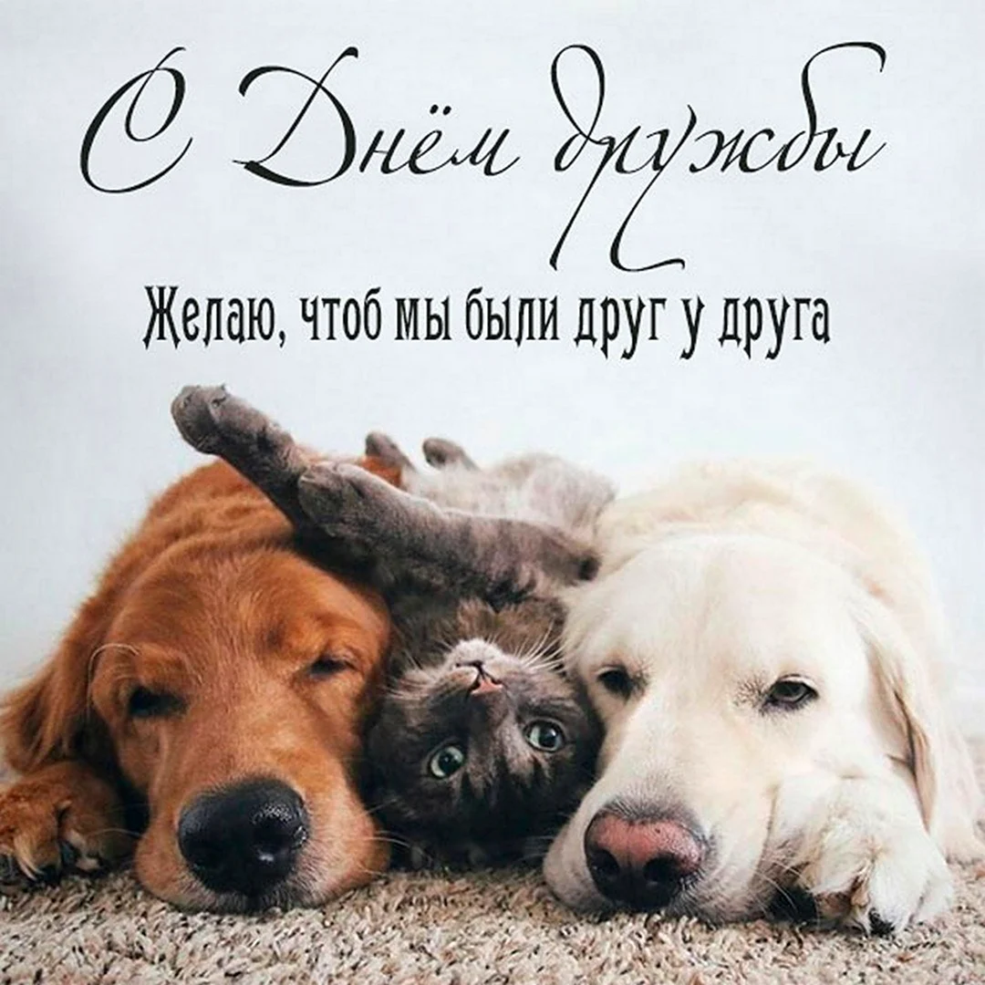 Кошки и собаки открытка