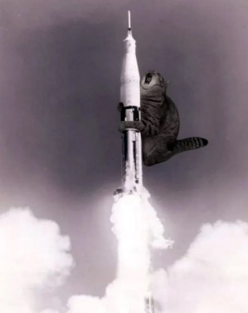 Кот на ракете открытка