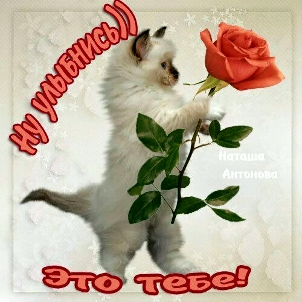 Котик с цветочком это тебе открытка