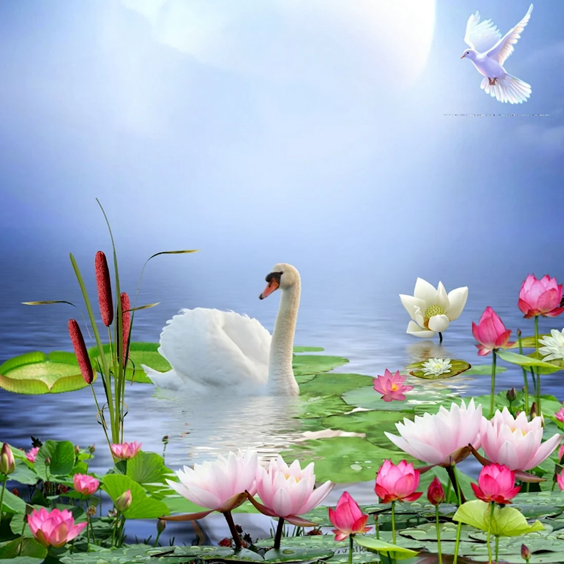 Красивая природа с лебедями открытка