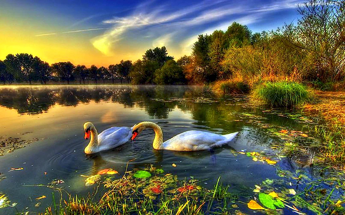 Лебеди на озере открытка