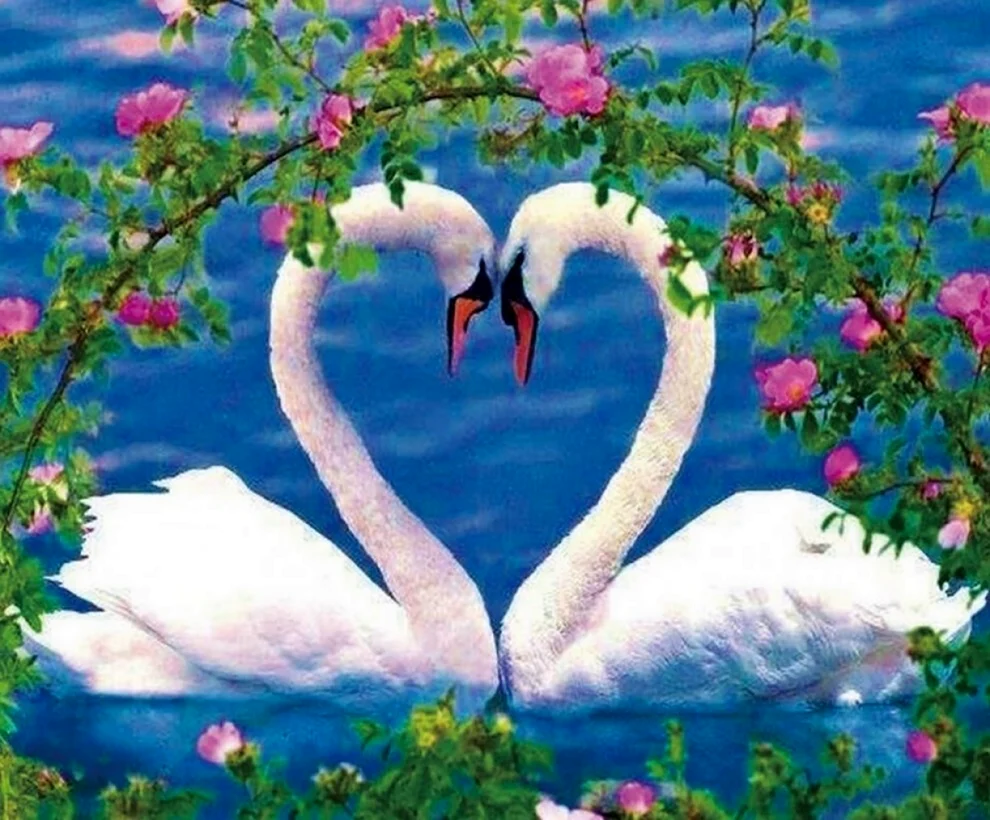 Любовь и лебеди открытка