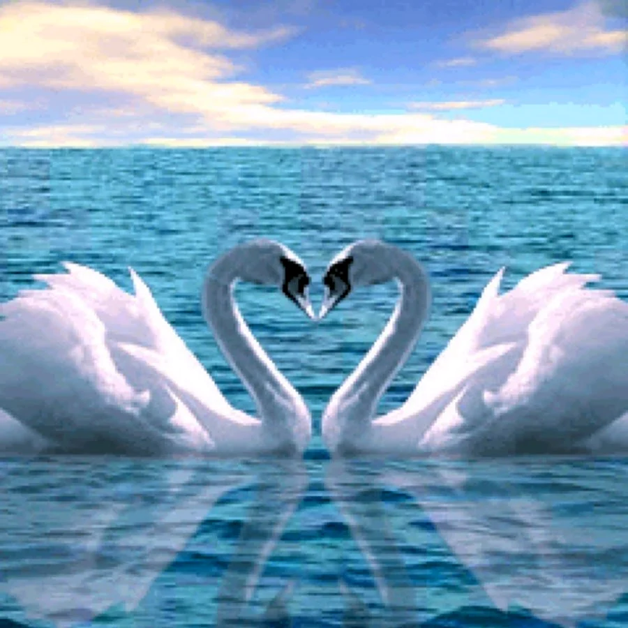 Любовь и лебеди открытка