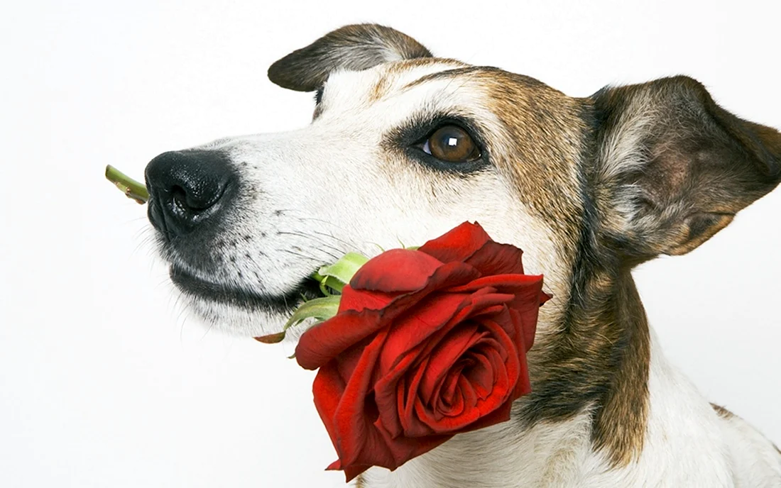 Международный день собак 2 июля открытка