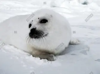 Международный день защиты Бельков детенышей тюленя. Открытка, картинка с поздравлением, с праздником