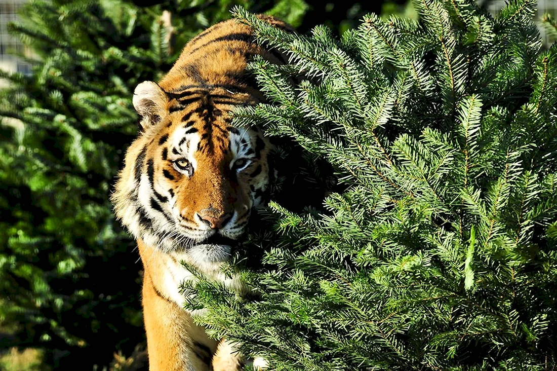 Новогодний тигр открытка