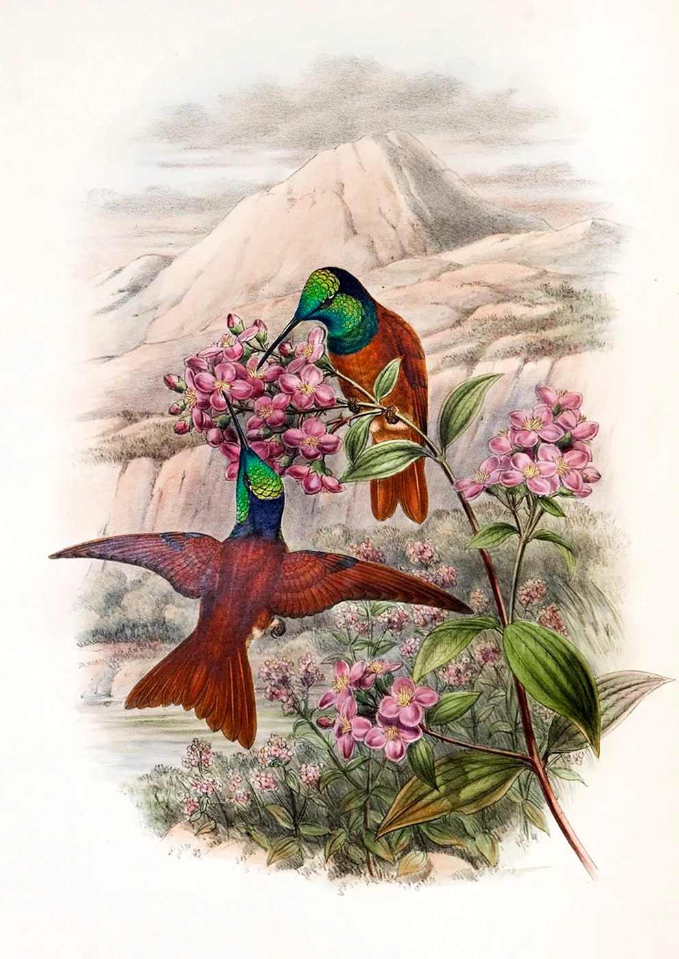 Открытка с днём рождения орнитологу открытка