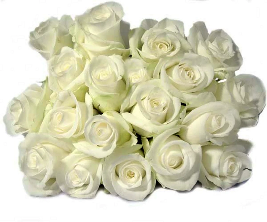 Открытка с юбилеем белые розы открытка