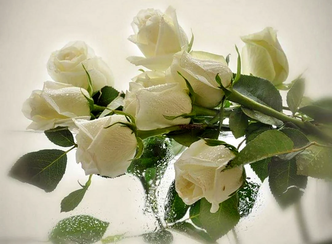 Открытки с белыми розами открытка