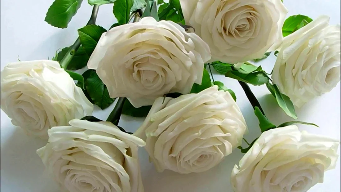 Открытки с белыми розами открытка
