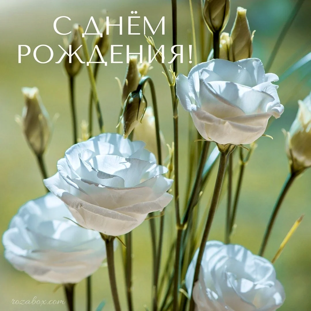 Открытки с днем рождения белые розы открытка