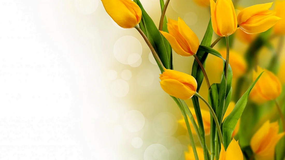 Рамочка с желтыми тюльпанами. Открытка для женщины