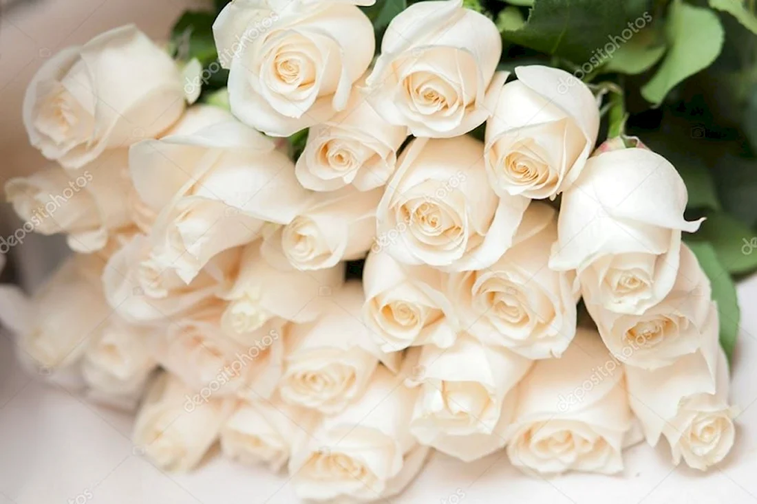 Роскошный букет белых роз открытка