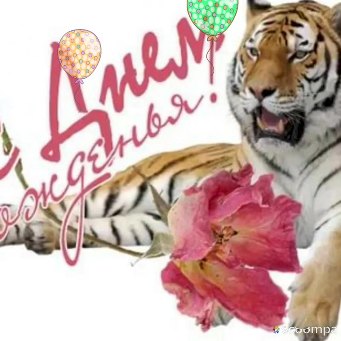 С днем рождения тигр открытка