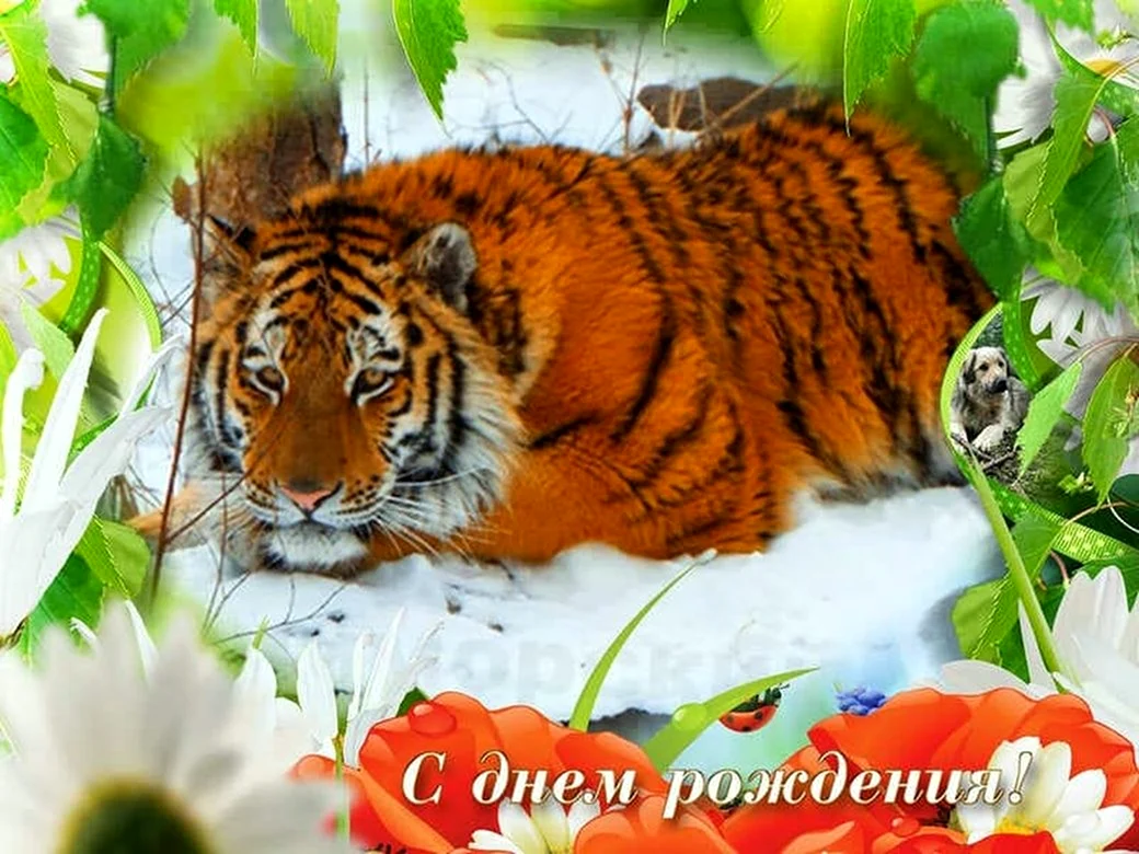 С днем рождения тигрица открытка
