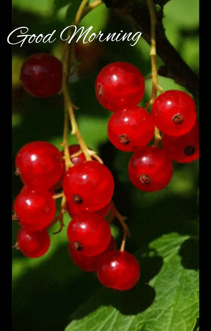 Смородина красная Виксне 2-4 ветки. Открытка, картинка с поздравлением, с праздником