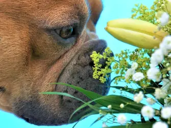 Собака с цветком на носу. Открытка, картинка с поздравлением, с праздником