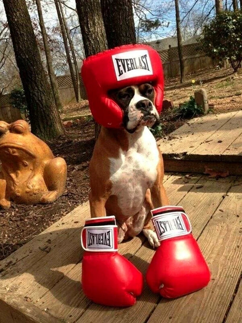 Собака в боксерских перчатках открытка