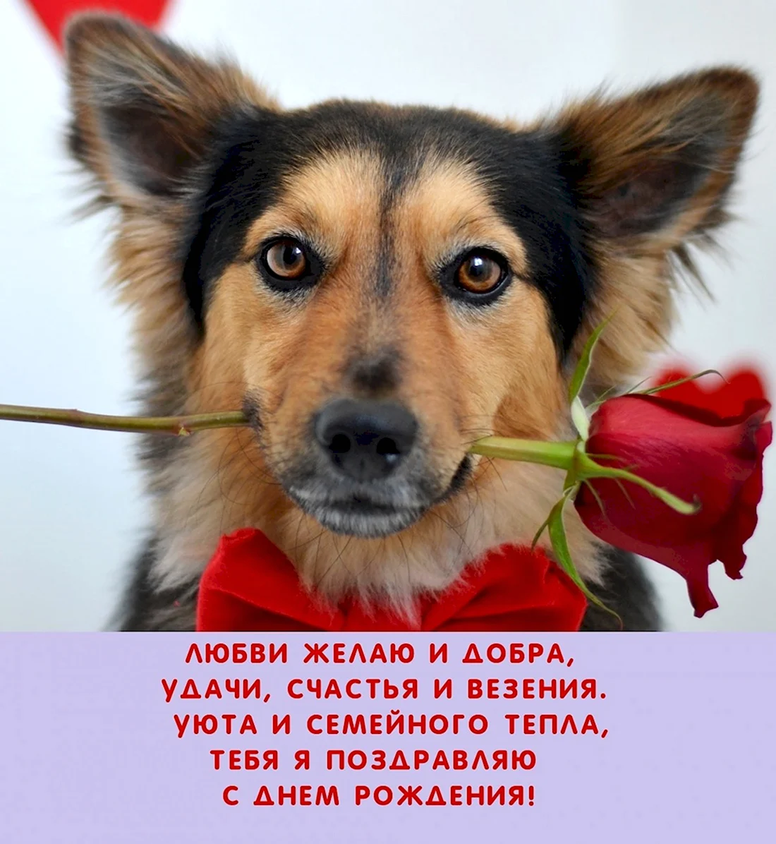 Собаки с сердечками открытка