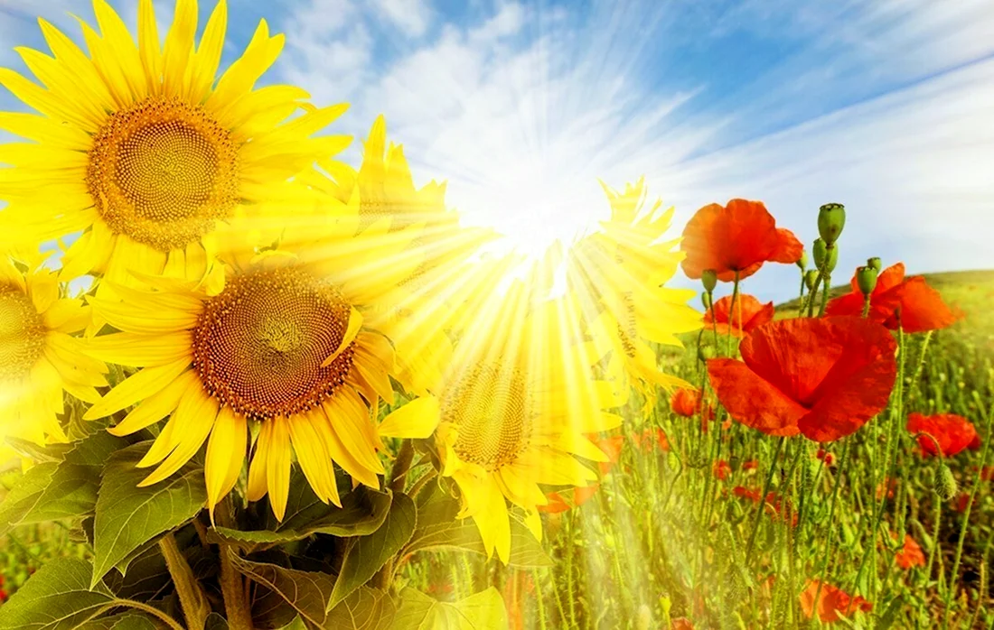 Солнечный цветок открытка