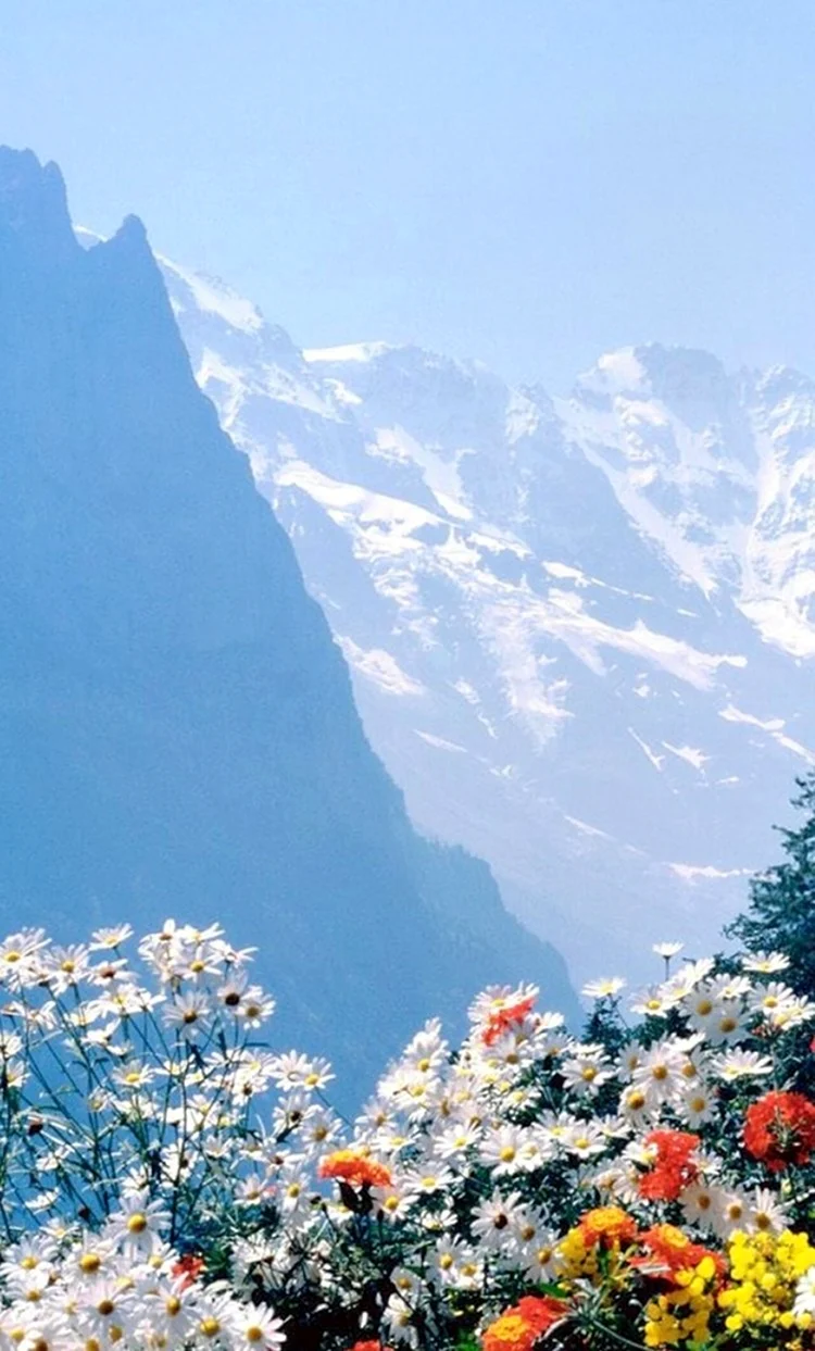 Цветы на фоне гор открытка