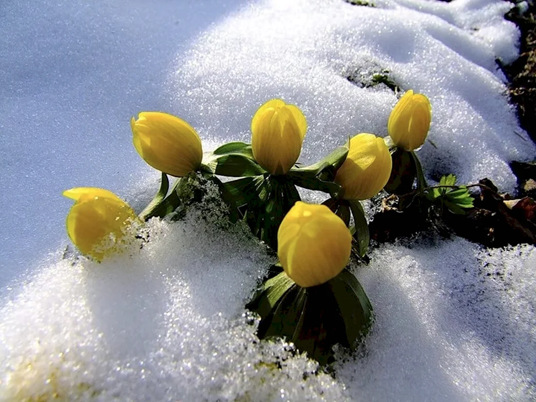 Цветы под снегом открытка