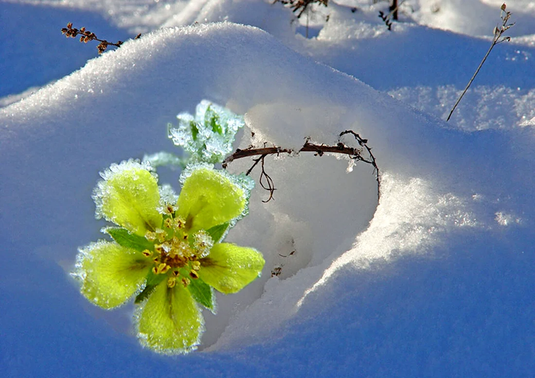 Цветы снег солнце открытка