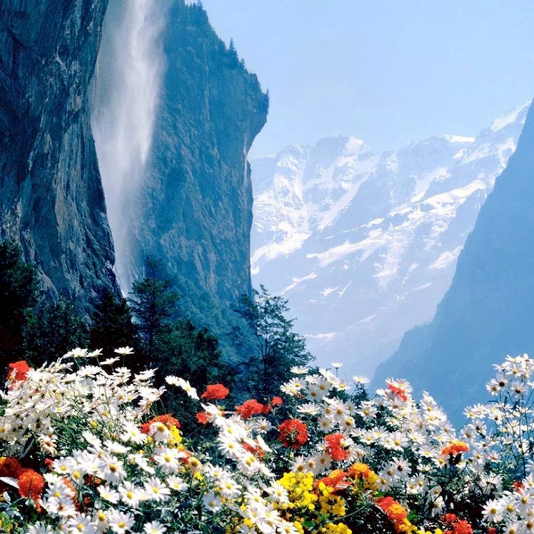 Цветы в горах Швейцарии открытка