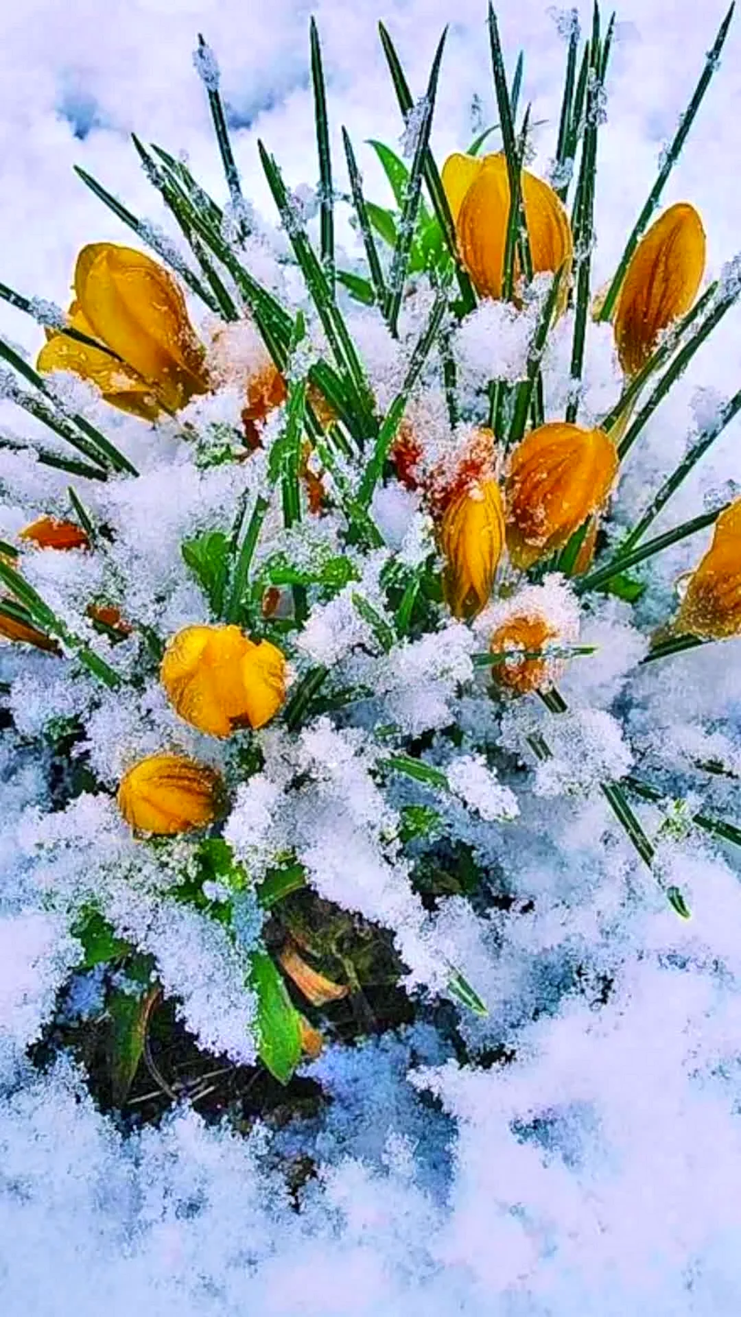 Цветы в снегу открытка