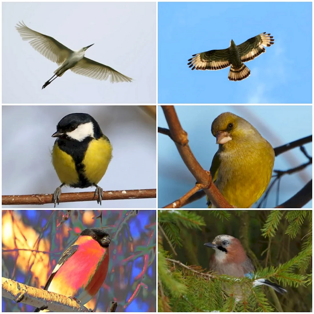 В орнитологическом парке живут птицы нескольких видов всего 1021 открытка