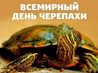 Всемирный день черепахи World Turtle Day. Открытка, картинка с поздравлением, с праздником