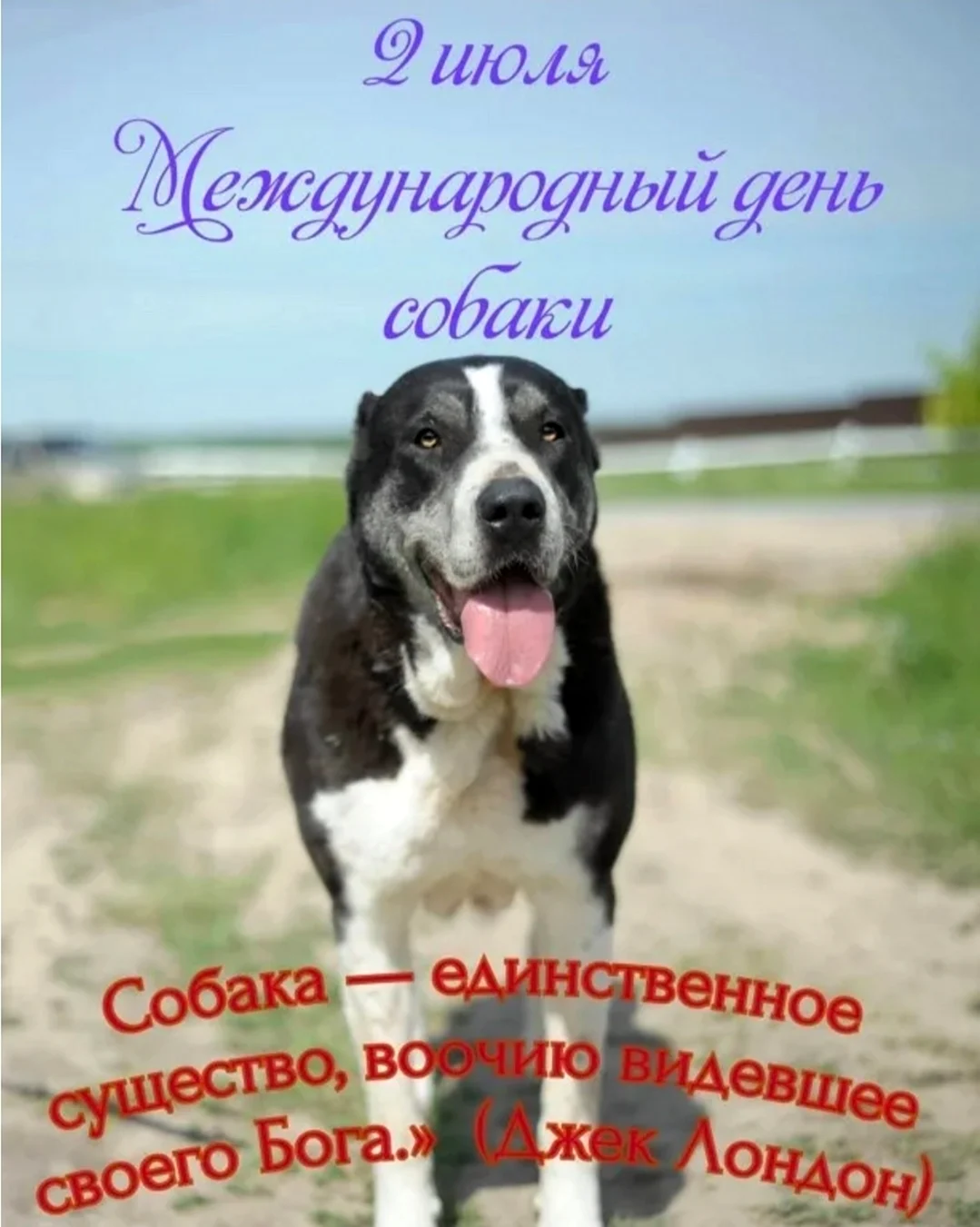 Всемирный день собак открытка