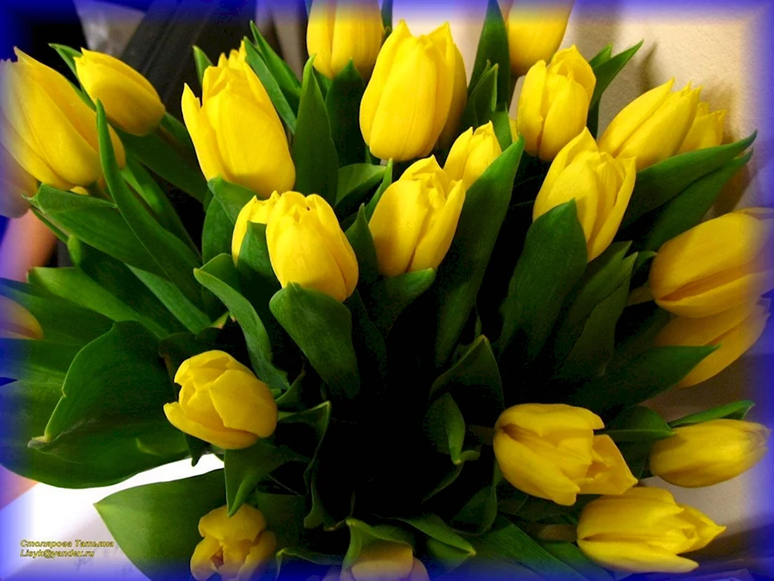 Желтые тюльпаны открытка