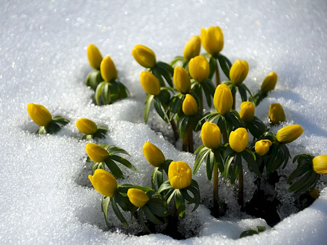 Желтые цветы из-под снега открытка