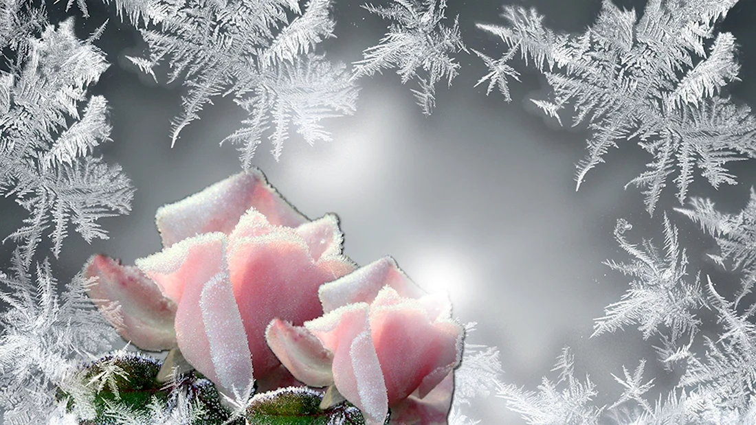 Зимние цветы открытка