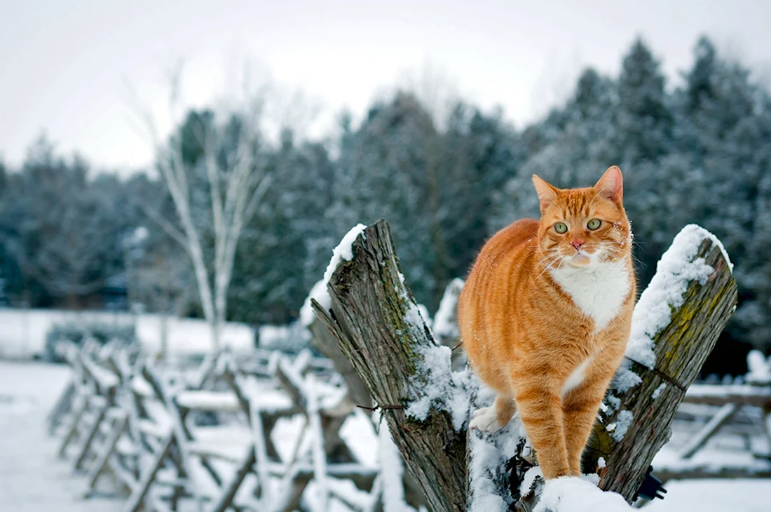 Зимний кот открытка