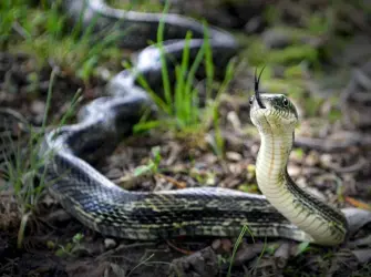 Змеи Волго-Ахтубинской Поймы. Открытка, картинка с поздравлением, с праздником