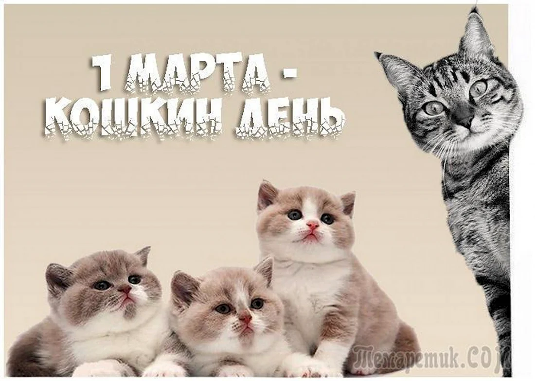 1 Марта день кошек. Поздравление на праздник