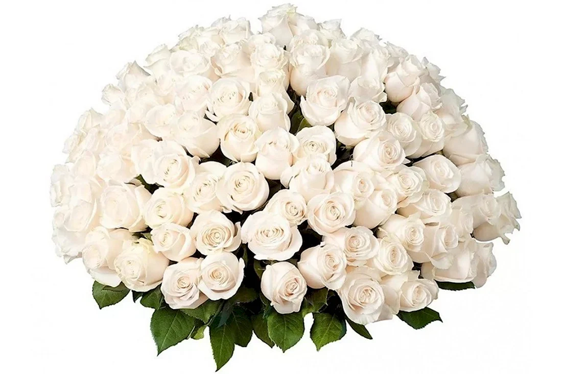 101 Роза белая Прауд. Открытка с Днем рождения. Поздравление с Днем рождения