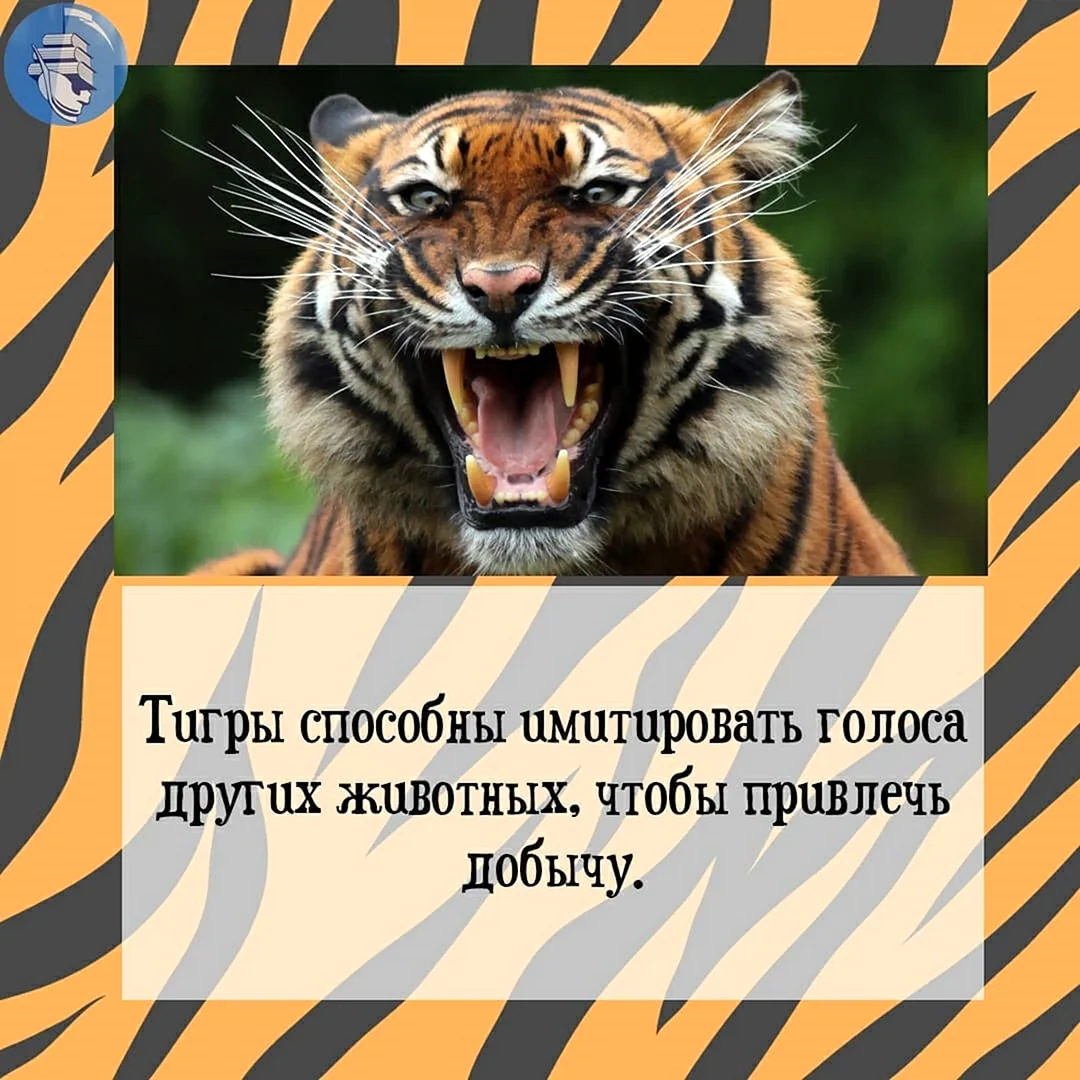 29 Июля день тигра. Поздравление на праздник