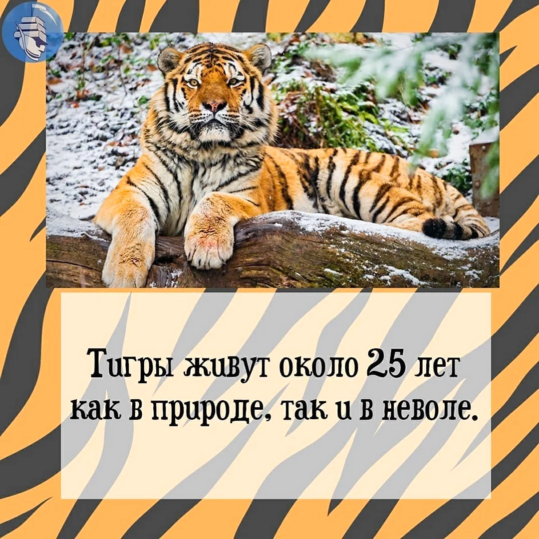 29 Июля день тигра. Прикольная открытка