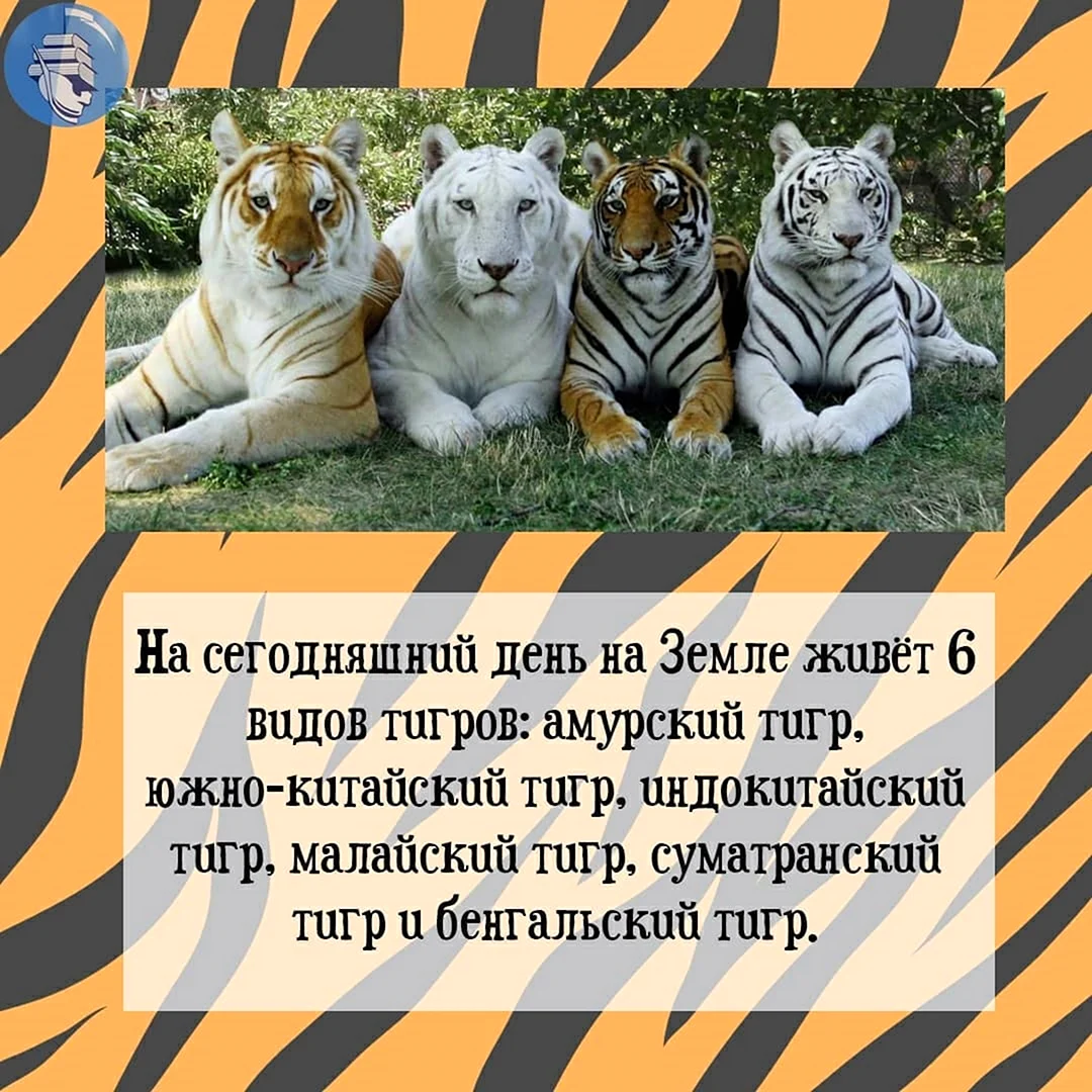 29 Июля день тигров. Прикольная открытка