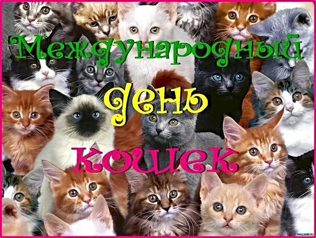 День кошек Всемирный день 8 августа. Поздравление на праздник