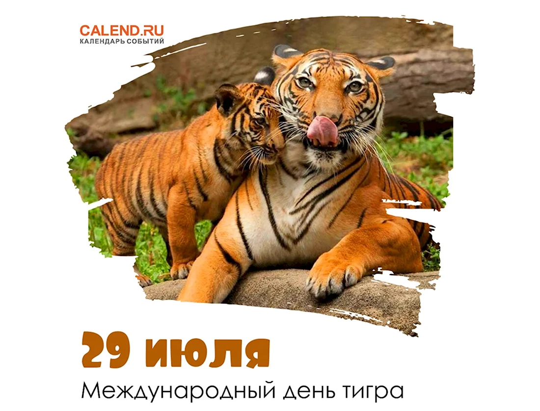 День тигра 2022. Поздравление на праздник