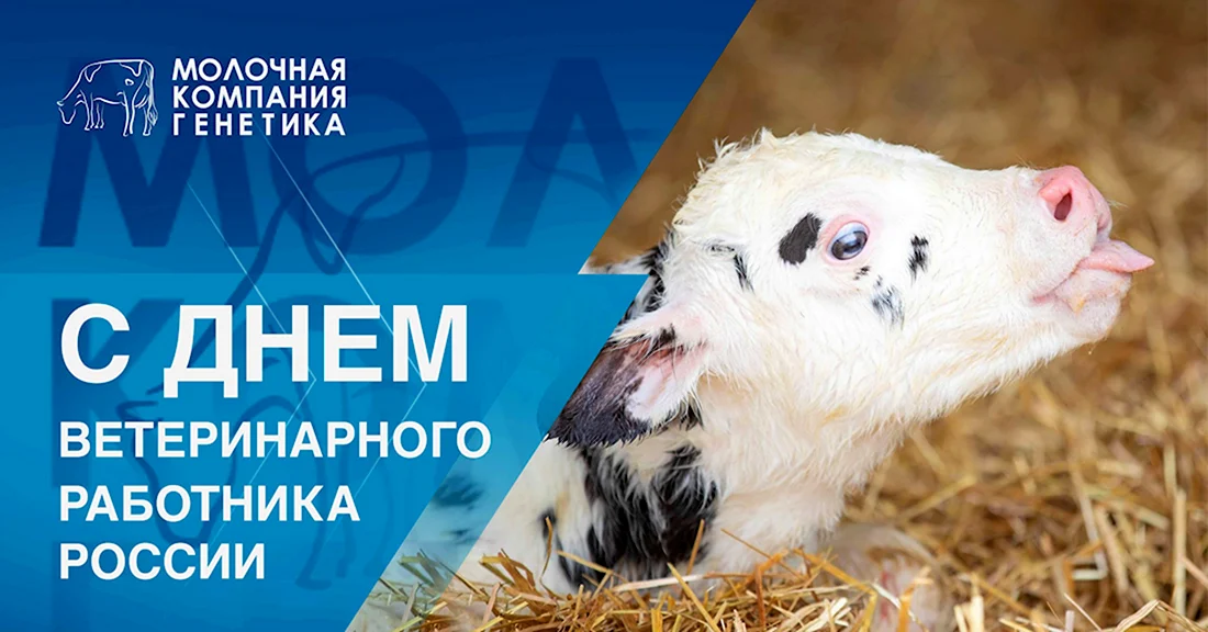 День ветеринарного работника 2022 в России. Поздравление на праздник