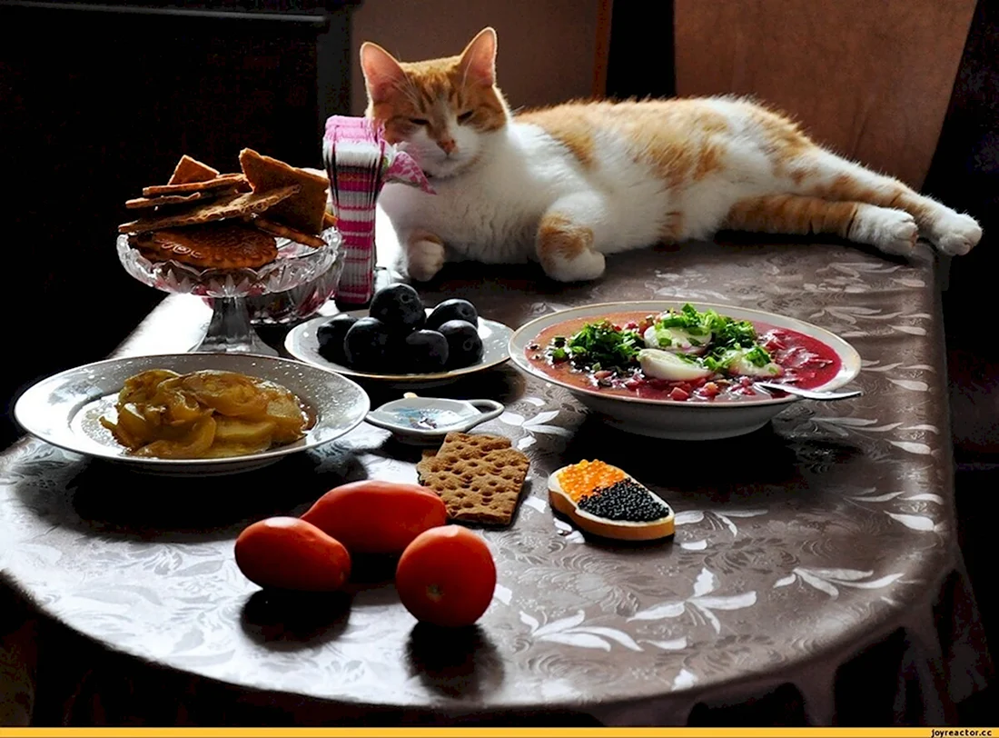 Еда для кошек. Прикольная открытка